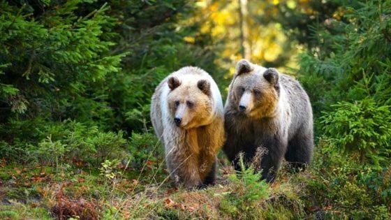 Hotel Au Lit Des Ours 한수르레세 외부 사진